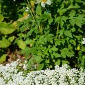 Lobularia maritima 'Cristaux de Neige'